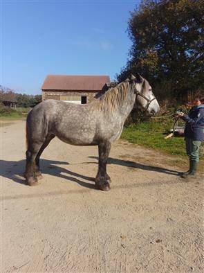 Pouliche 4 ans  oc trait 