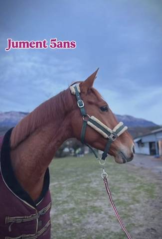 Jument d’avenir 5ans 