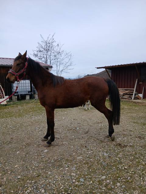 Pouliche pur-sang arabe 