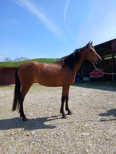 Pouliche pur-sang arabe 