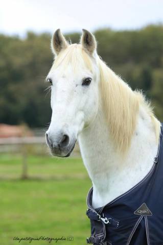 Cheval espagnol balade débutant 