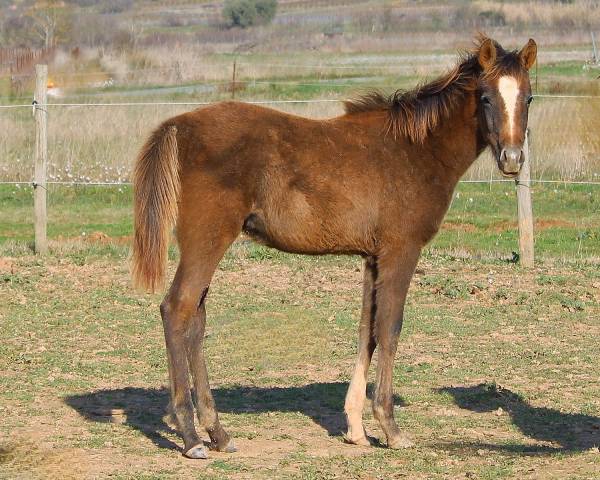 Superbe pouliche psar 