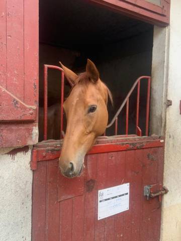 Jument reformée - jamais couru