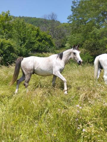 Hongre dsa gentil et proche de l'homme 