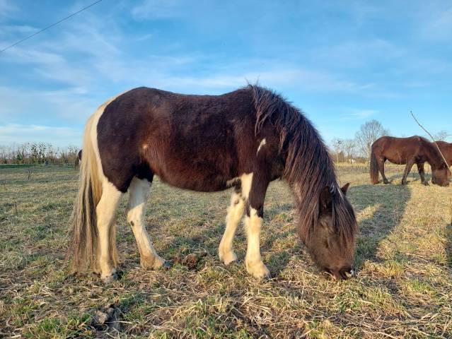 Ponette pottok livret a grand modèle