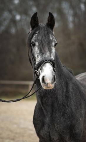 Super hongre pre 4 ans très gentil