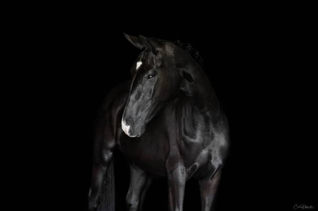 Poulinière dressage 5 ans 