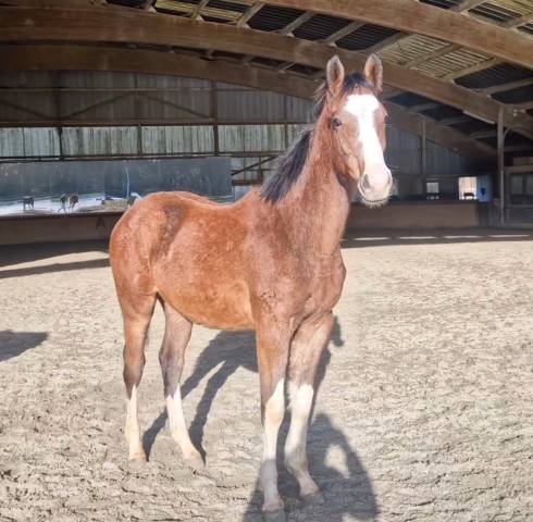 Poulains selle français 