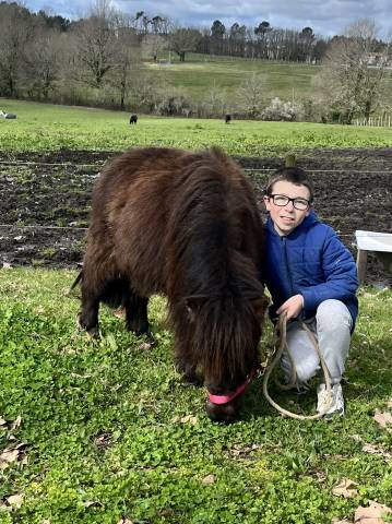 Oponopono mini-poney hongre 2 ans très gentil
