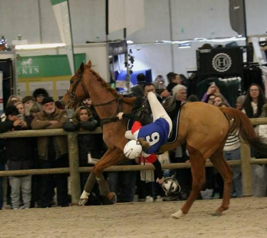 Cheval ps compétition horse ball 7 ans