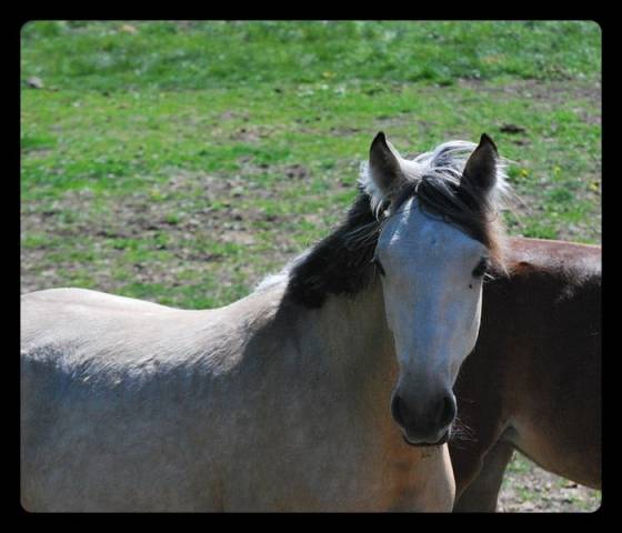 Vends pouliche pandora des sires, pfs isabelle pour cso