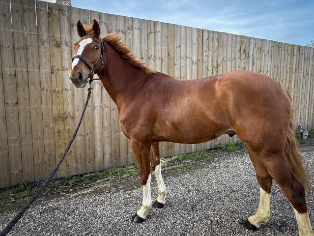  invictus du chavanon selle français – hongre – 2018 