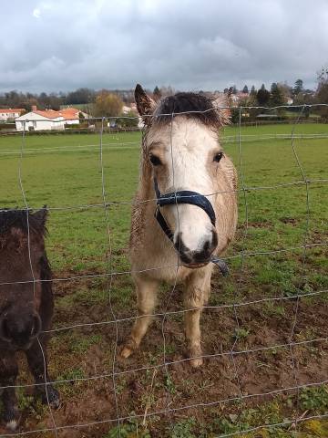 Pétillante - pouliche a vendre 