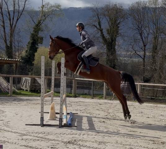 Jument 4 ans qualité ++