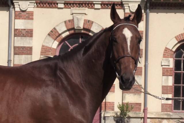 Hongre 4 ans gros moyens