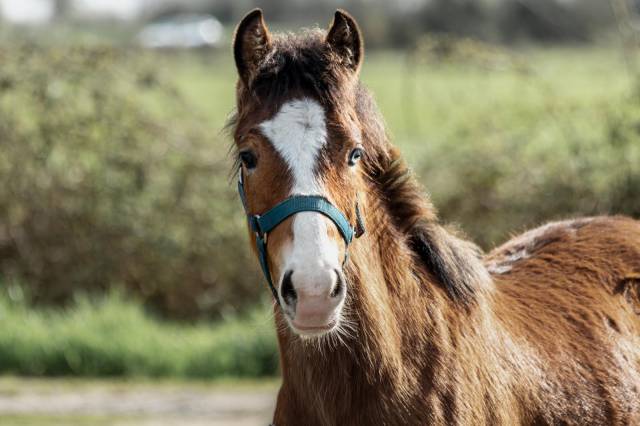 Poney français de selle par greatstar embet tilia 