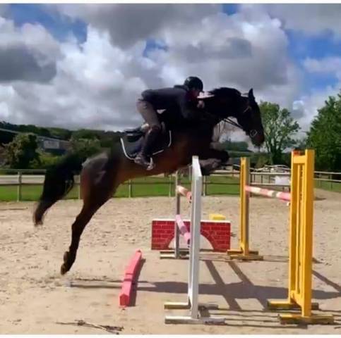 Jument par cornet obolensky x papillon rouge