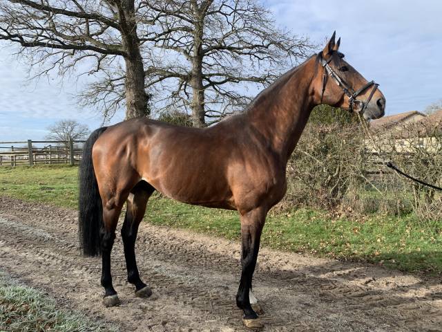 Team du temple : saillie par etalon pour cso