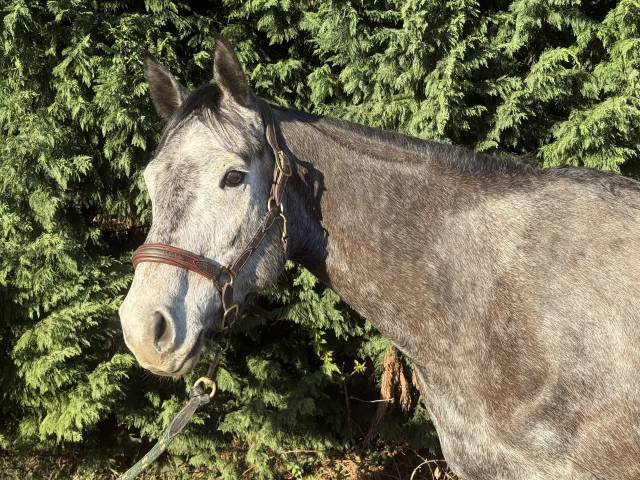 Hongre selle français 