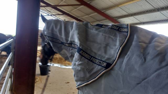 Couverture anti mouche Horse Ware 