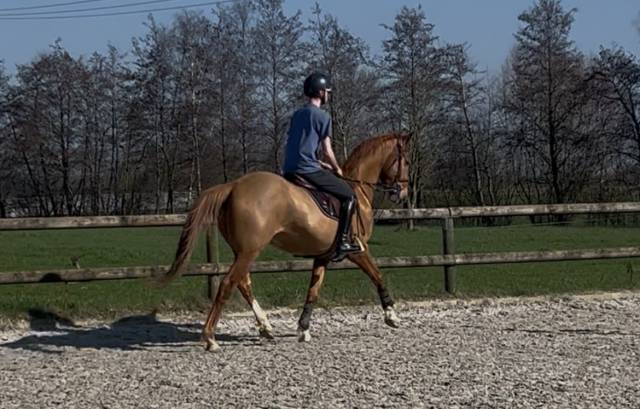 Hongre selle français 5 ans