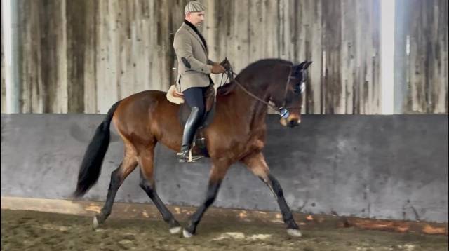 Hongre ispano lusitanien d'élevage