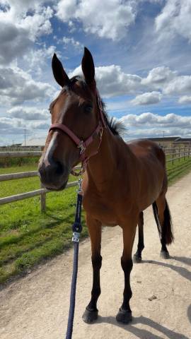 Aqps de 8ans, 165cm (mère selle français)