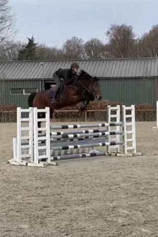 Jument 6 ans d’avenir 