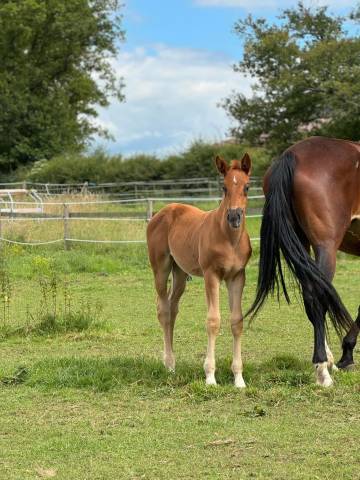 Orphée des halliers