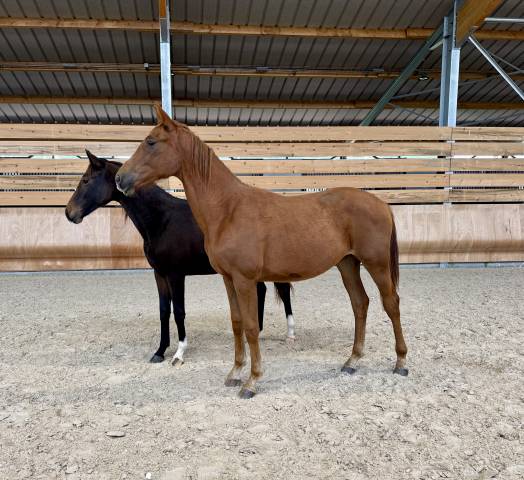 Orphée des halliers