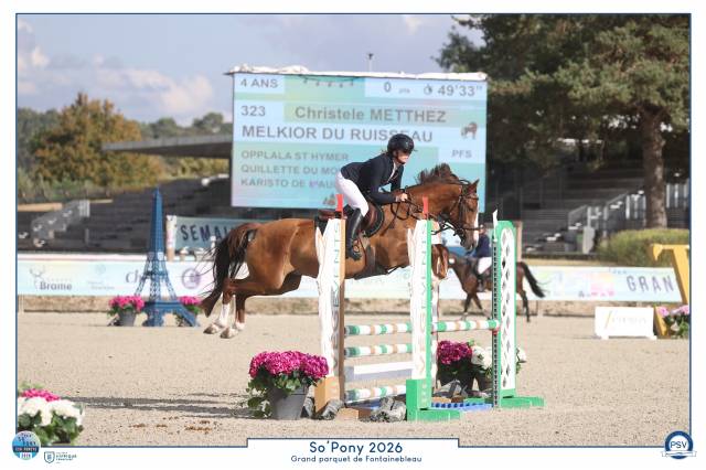 Poney français de selle 4 ans