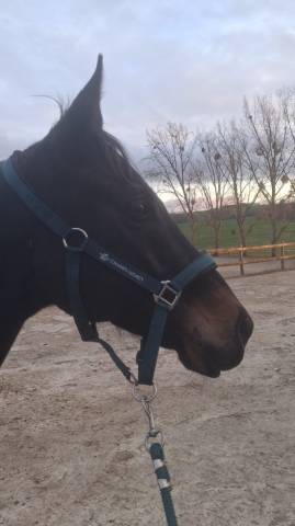 Plusieurs chevaux pour compagnie ou balade 