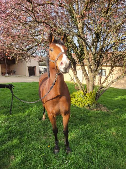 Poney pfs 5ans 