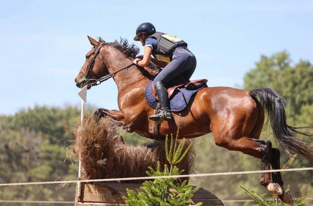 à vendre fénix des joncs 