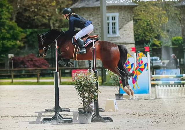 Poney français de selle d , 1m49 à vendre 