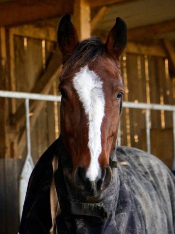 Argent chesnaies z - hongre - 8 ans