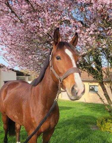 Jument sf 4 ans cooper vd heffnick 