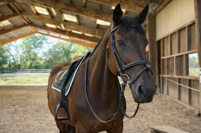 Jument - zangersheide - 15 ans - cso - france