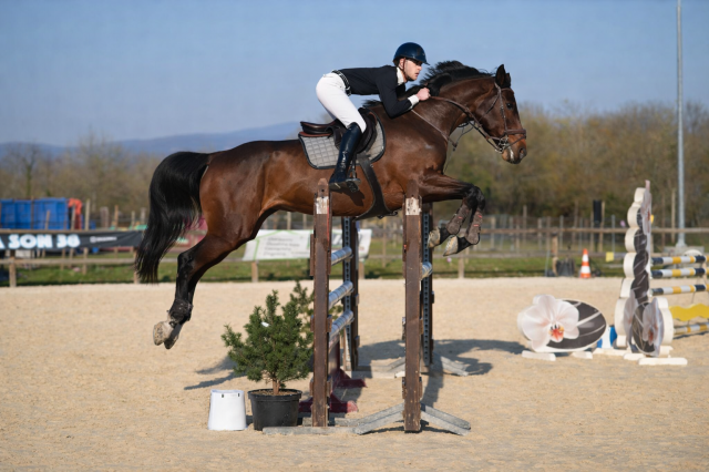 Jument - zangersheide - 15 ans - cso - france