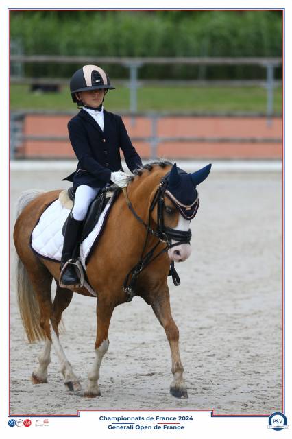 Magnifique ponette welsh dressage et cso 
