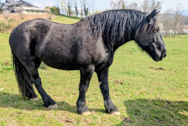 Jument percheronne noire 