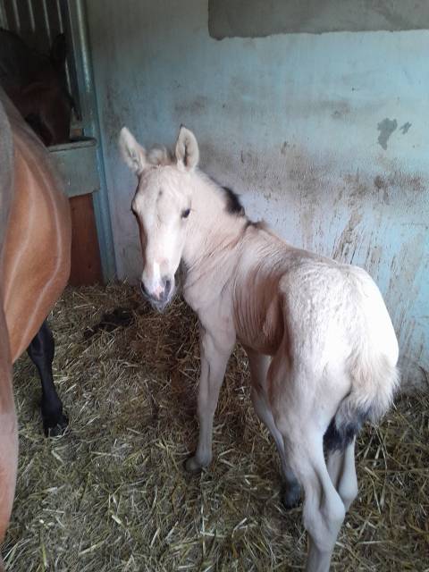 Poulain entier pure race espagnol