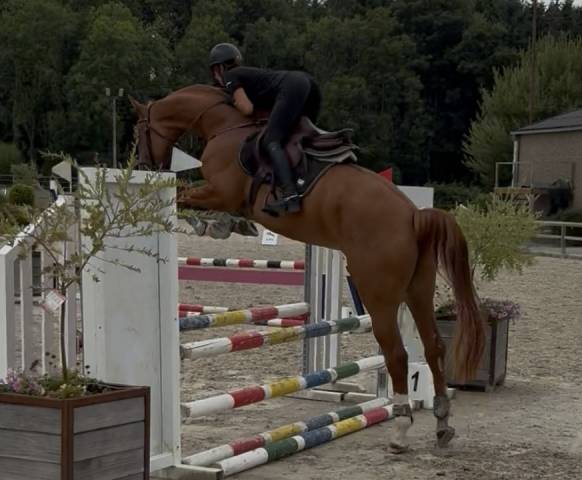 Très belle jument de 5 ans 