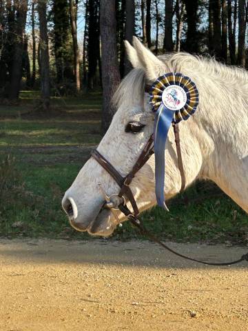 Poney de sport