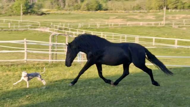 Magnifique hongre noir pre plein papier de 8 ans