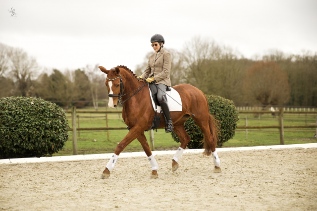 élégante jument hanovrienne – intermédiaire confirmé