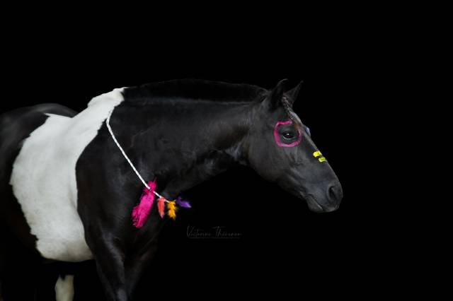 Coco mambo - poney à vendre 