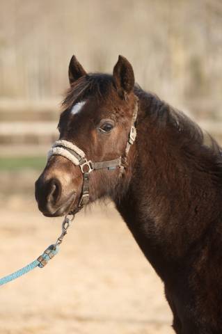 Poney new forest isabelle taille d 