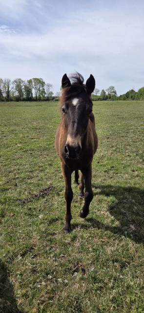Poney new forest isabelle taille d 