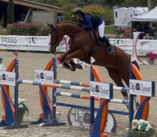 Hongre de 9 ans cso 135/140